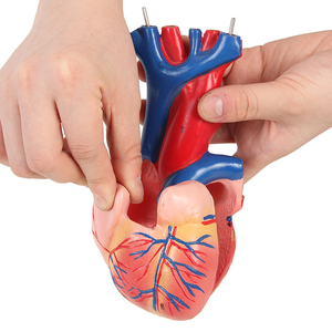 Equipo de ayuda para enseñanza de órganos médicos, esqueleto, cuerpo médico, anatomía, <span class=keywords><strong>torso</strong></span> humano - Product Image 3