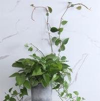 Penjepit Tanaman Rambat 10pcs, Penahan Scindapsus, Penyangga Cirrus, Pengikat Tanaman Gantung Dinding, Penahan Tanaman Ivy
