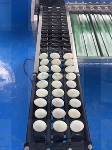 Trieuse de pouletins et d'œufs de cane avec détection par la lumière pour œufs à odeur de putréfaction - Product Image 4