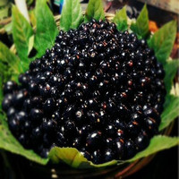Hoogwaardige GMP ISO9001 Kosher Food Grade Zure Pruimenpoeder Natuurlijk Fruitextract Oplosmiddel-geëxtraheerd 100% Water Vacuüm Verpakt