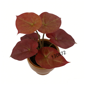 <span class=keywords><strong>ต้น</strong></span>คาลเลเดียม<span class=keywords><strong>สี</strong></span><span class=keywords><strong>แดง</strong></span>เข้มประดิษฐ์ในกระถางเซรามิก<span class=keywords><strong>สี</strong></span>อำพัน <span class=keywords><strong>ต้น</strong></span>ไม้ปลอมดูแลง่ายสำหรับบ้านสไตล์โมเดิร์นกลางศตวรรษ - Product Image 4