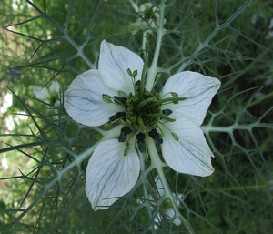 บรรจุภัณฑ์แบบดรัมเกรดอาหารสกัดจากเมล็ดสีดำ Nigella sativa - Product Image 1