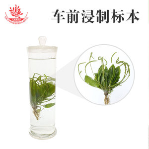 Les spécimens végétaux conservés dans des flacons en verre pour une conservation à long terme peuvent être utilisés dans la création d'herbaires. - Product Image 4