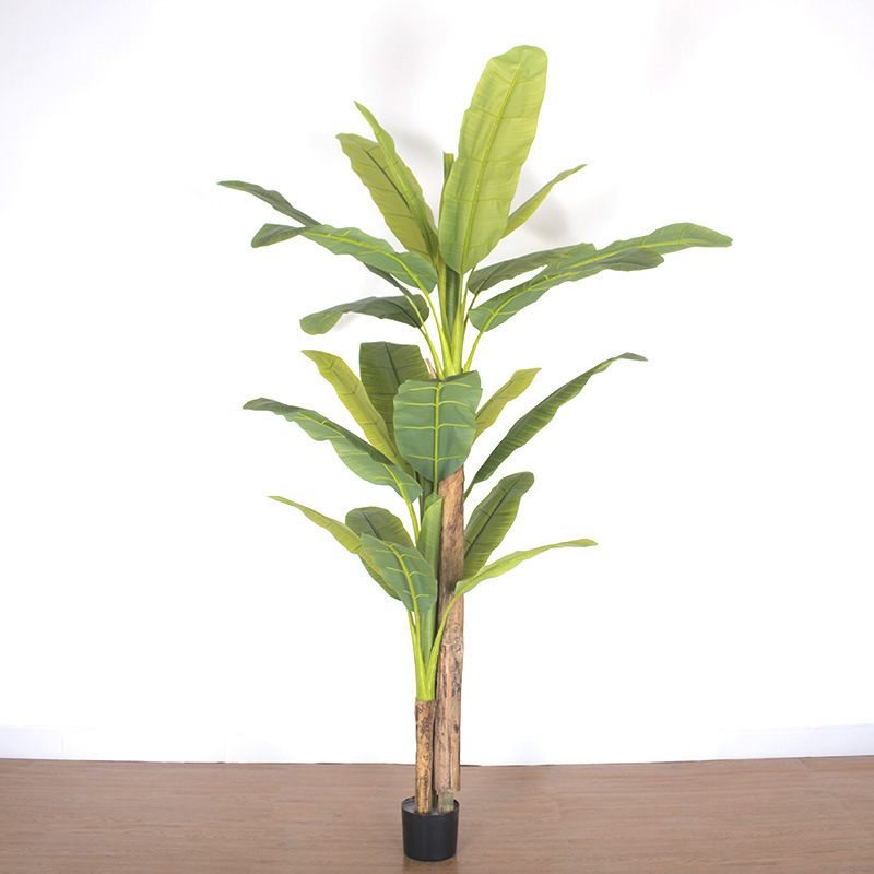 ต้นกล้วยยาว 2.8 เมตร