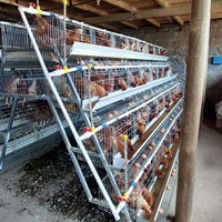 Nouvelle cage à poulets de type 3/4 étages en acier galvanisé à chaud, capacité de 10 000 poulets pour l'élevage avicole
