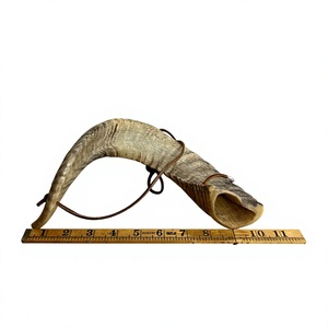 AZ ENTERPRISES Corne de bélier naturelle brute authentique non finie pour la fabrication de shofars religieux traditionnels et l'artisanat - Product Image 1