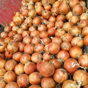 2025 Trung Quốc 5-8Cm 8-11Cm Tươi Hành Tây Trung Quốc Xuất Khẩu Hành Tây Sản Phẩm 10Kg 25Kg 50Kg Lưới Túi Hành Tây Để Bán - Product Image 3