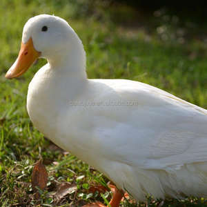 <span class=keywords><strong>Piscina</strong></span> de escarificación de pollos, tanque de incrustación de pollos, equipo de fresado de aves de corral, <span class=keywords><strong>piscina</strong></span> de escaldado de ganso y máquina de desplumar - Product Image 6