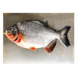 tasty pacu fish supplier in fresh and packaged forms - alibaba.