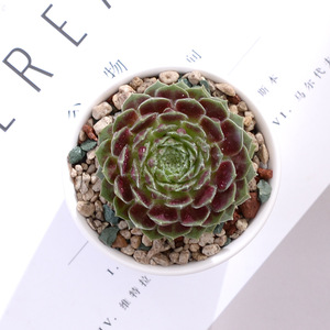 Venta al por mayor de macetas de cerámica blancas creativas, mini conjuntos circulares de flores suculentas, diseño minimalista, bonsái exhibidor para jardines de compras - Product Image 6