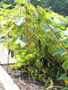 Cadre pliable en treillis de concombres, encadrement de plante de jardin - Product Image 6