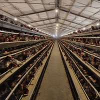 Prix compétitif : Cages et poulaillers pour 10 000 poules pondeuses de ferme avicole, à vendre en Afrique du Sud