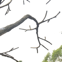 Tronc d'arbre sec en fibre de verre réaliste Guangzhou Haihong, accessoires personnalisés, respectueux de l'environnement, utilisation en extérieur et en intérieur, feuilles d'arbre artificielles