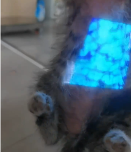 Iluminador de venas médicas ajustable reutilizable, detección infrarroja de 10mm, respetuoso con el medio ambiente <span class=keywords><strong>para</strong></span> uso veterinario de perros y Mascotas - Product Image 6