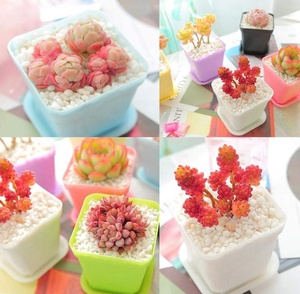 Macetas <span class=keywords><strong>de</strong></span> flores para guardería, macetas <span class=keywords><strong>de</strong></span> escritorio <span class=keywords><strong>de</strong></span> plantas suculentas <span class=keywords><strong>de</strong></span> plástico, paleta <span class=keywords><strong>de</strong></span> decoración para el hogar, herramientas cuadradas <span class=keywords><strong>de</strong></span> colores caramelo - Product Image 4