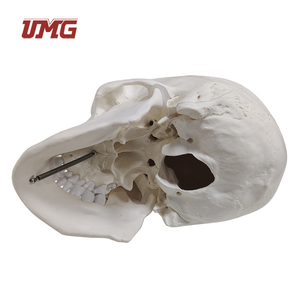 Modèle <span class=keywords><strong>de</strong></span> crâne humain grandeur nature en résine pour l'enseignement médical et la démonstration des soins aux patients (composé <span class=keywords><strong>de</strong></span> 3 parties) - Product Image 4
