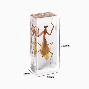 교실 중학생용 도매 교육용 교구 실제 곤충 사마귀 에폭시 수지 박제 표본 문진 - Product Image 5