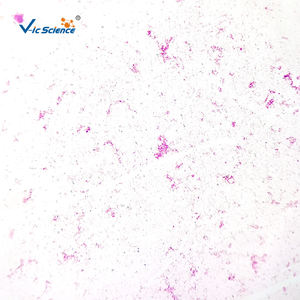 Set di Scatole in Legno o Plastica per Zoologia, Botanica, Microscopi, Microbiologia, Vetrini Preparati per l'Educazione Medica - Product Image 6