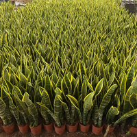 Sansevieria naturelle d'intérieur en pot, plante serpent véritable, bonsai, orchidée tigre pour la décoration de bureau et de maison, arbres ornementaux, vente en gros