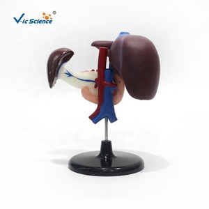 Modelo Anatómico del Sistema Digestivo, Hígado, Páncreas, Duodeno, Tamaño Real, para Educación en Ciencias Médicas, CE ISO ROHS CNAS - Product Image 3