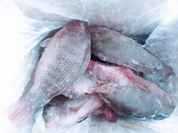 Poisson vivant Tilapia en gros, poisson Tilapia noir entier congelé