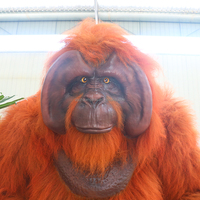 Orang-outan et gorille animatroniques grandeur nature avec mouvements