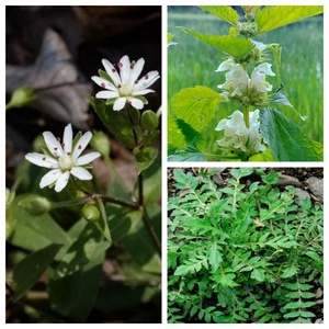 Selective Post-emergence <strong>Herbicide</strong> - Phenmedipham 97% TC for Sugar Beets &amp; Spinach (CAS 13684-63-4) - Product Image 2