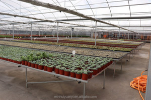 Planta Ornamental Suculenta de Agave Titanota 'Silver Dragon' Cultivada con Precisión en Maceta de 10 cm, Venta al por Mayor - Product Image 3