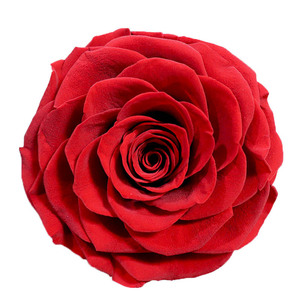 Wholesale high quality Pretty 7-8cm A grade big roses Preserved Flowers for box