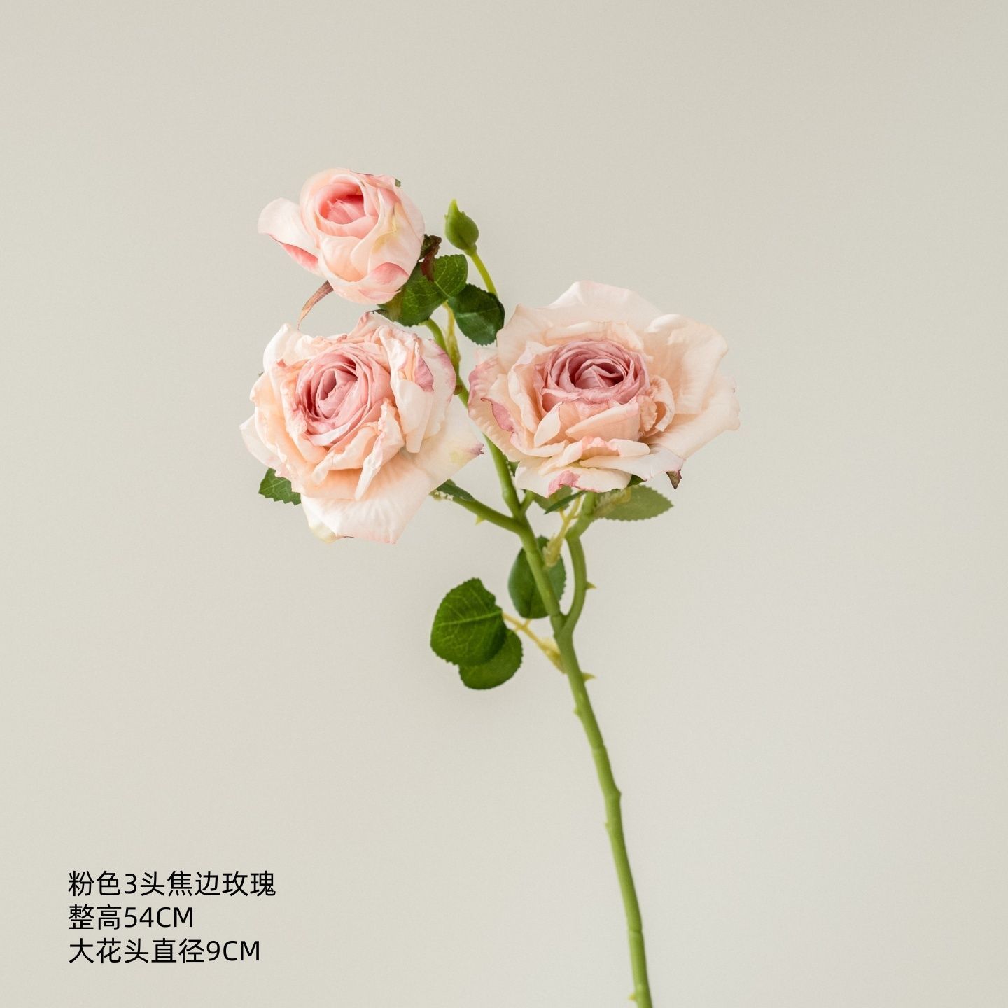 Rose rose à trois têtes, bords brûlés.