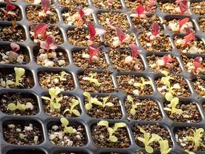 Durevole animale domestico 60g 48 54 60 70 cellule 100 comoda cura delle piante a nido d'ape vivaio vassoio per piantare vassoi - Product Image 5