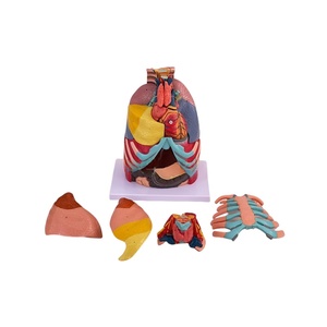 17 phần Mô hình giải phẫu ngực cho thực hành bóc tách Đại học Y Khoa - Product Image 3