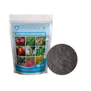 Biofertilizer Azotobacter chroococcum powder 10 billion CFU/g to fix atmospheric nitrogen