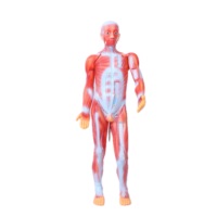 Vente directe des fabricants, aides pédagogiques biomédicales pour les lycées, modèle de mannequin anatomique du corps humain entier, en PVC.