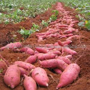 CAMOTE DE VIETNAM - Product Image 1