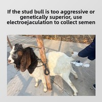 Collecteur de Semence Artificielle par Électrostimulation Vétérinaire pour Porcs, Chiens, Rongeurs ; Insemination Portable Rechargeable