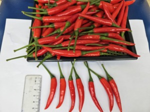 พริกสดดิบคุณภาพพรีเมี่ยม3-6ซม. จากเวียดนามสินค้าเกษตร30กก./แพ็คสำหรับอาหารและเครื่องดื่ม - Product Image 4
