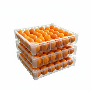 Naranja Navel Premium, Cítrico Dulce y Fresco, Fruta Natural Saludable y Jugosa, Cosecha de Huerto, Proveedor Mayorista de Exportación - Product Image 5