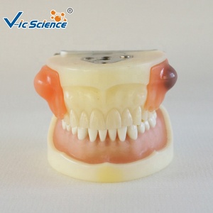 Modèle d'Enseignement des Sciences Médicales Modèle de Dents en Plastique Modèle de Dents Humaines pour l'Enseignement l'Étude la <span class=keywords><strong>Formation</strong></span> et la Pratique - Product Image 2