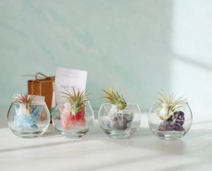 Modern tasarım <span class=keywords><strong>Mini</strong></span> teraryum kiti çocuklar 8-12 cam teraryum kavanoz süslemeleri fabrika tedarikçisi toptan hava çiçek saksıları yetiştiricilerinin - Product Image 4