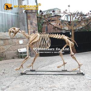 Esqueleto de Machairodus de la Era Glaciar del Museo MY <span class=keywords><strong>DINO</strong></span>, en Venta - Product Image 2