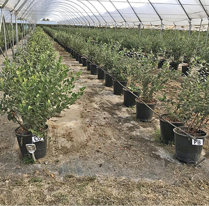 <span class=keywords><strong>Macetas</strong></span> <span class=keywords><strong>de</strong></span> <span class=keywords><strong>30</strong></span> <span class=keywords><strong>Litros</strong></span> <span class=keywords><strong>de</strong></span> Buena Calidad para Plantar - Product Image 6