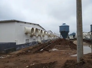 Tự động hệ thống cho ăn cho lợn NEW Nhựa chăn nuôi tự động trung chuyển cho lợn trang trại lợn thiết bị Deba anh em - Product Image 5