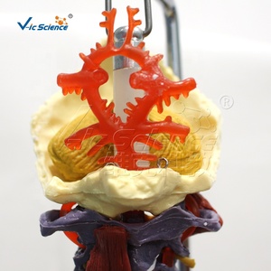 Modelo de Anatomía de Columna Vertebral Médica / 85 cm con Músculos, Segmento de Cadera Superior, Demostración de Hernia Discal Móvil, para Enseñanza - Product Image 3