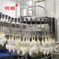 Équipement d'abattoir à volailles semi-automatique, projet clé en main, machine d'abattage de volailles, 1000 oiseaux par heure