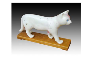 Ciencia médica gato Animal acupuntura Animal <span class=keywords><strong>esqueleto</strong></span> anatomía modelo Animal <span class=keywords><strong>esqueleto</strong></span> modelo anatómico modelo - Product Image 2