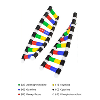 Modèle de structure à double hélice coloré d'ADN Modèle scientifique Biologie Enseignement de l'ADN humain Modèle d'affichage Matière plastique