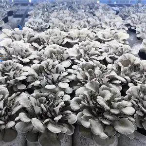 중국 그리폴라 프론트 도사 미타케 버섯 신선한