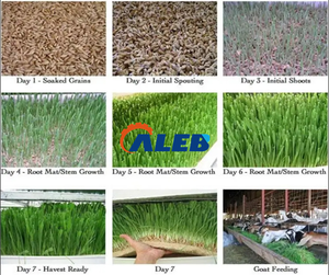 Ligne de production de germination facile à utiliser, bac de germination de céréales, grande capacité, machine à fourrage hydroponique - Product Image 5