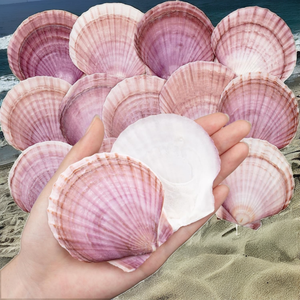 30 Piezas de Conchas de Vieira Naturales Ecológicas, Color Rojo Púrpura, Conchas Marinas Reales, Arte Popular Hecho a Mano, Manualidades, Decoraciones para Bodas y Fiestas - Product Image 2